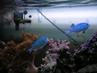 0110052chromis.jpg