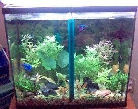 15gallon_pre_Aquarium_plants_order_on_Aug_10.jpg