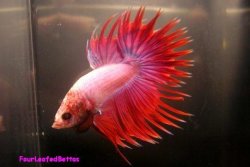 Crowntail_male_pic.JPG