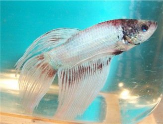 betta5_130405.jpg