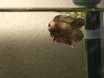 bettas_015.jpg