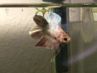 bettas_016.jpg