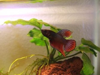 bettas_038.jpg