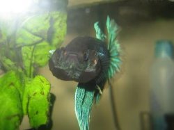 bettas_467.jpg