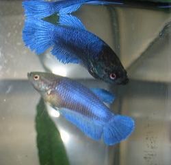 bettas_327.jpg