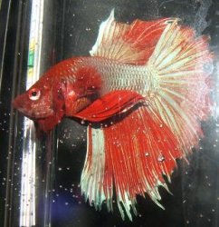 bettas_088.jpg