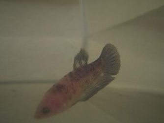 bettas_291.jpg