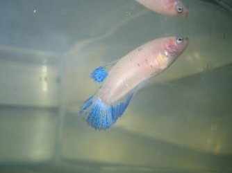 bettas_282.jpg