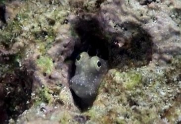 blenny00228.jpg