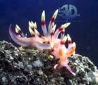 nudibranch_B.jpg