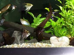 Angels_and_Gouramis.JPG