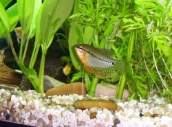 gourami1.JPG