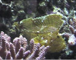 reef1_098.jpg