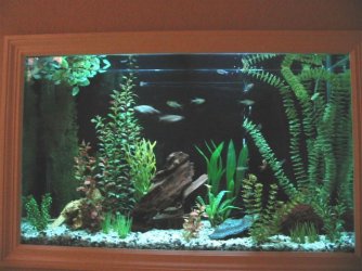 45_gallon_tank_036a.jpg