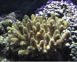 reef1_039.jpg