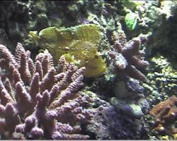 reef1_096.jpg