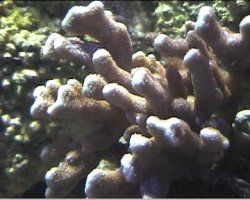 reef1_095.jpg