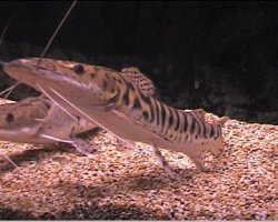 tiger_shovelnose_catfish.jpg