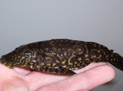 pleco.JPG