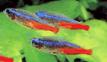 Neon_Tetras.gif