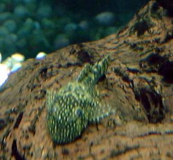 pleco_1.jpg