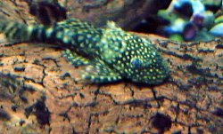 pleco_2.jpg