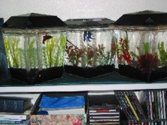 betta_tanks.jpg