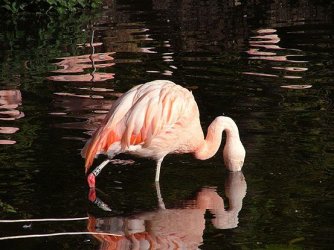 flamingo.jpg