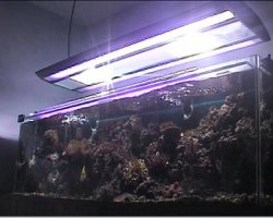 reef1_116.jpg