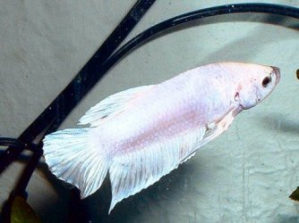 white_betta.JPG