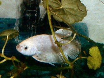 white_betta6.JPG