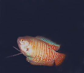 gourami.jpg