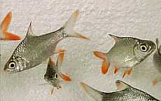 fish2u_1729_20866675.jpg