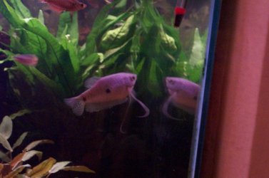 Gourami_in_mirror.JPG