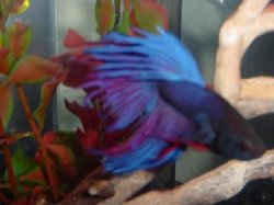 Betta_005.jpg