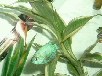 gourami1.jpg