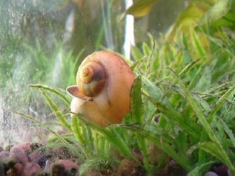 snail.jpg