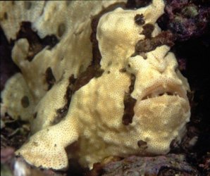 frogfish_1_.jpg