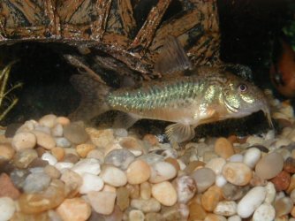 Pepperedcory.JPG