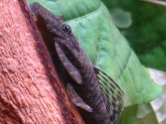 Bristlenose_Close_up.jpg