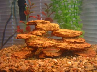 FISHnov19_077.jpg