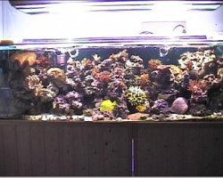 reef1_126.jpg