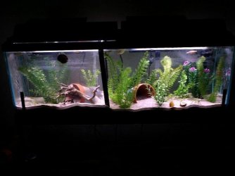 55gal23nov03.jpg