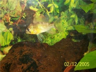 021205_fish.jpg