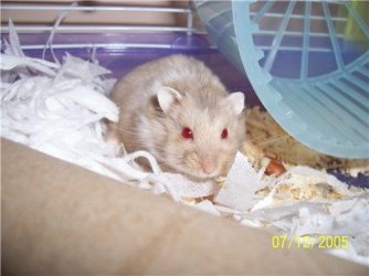 071205_russian_hammie.jpg