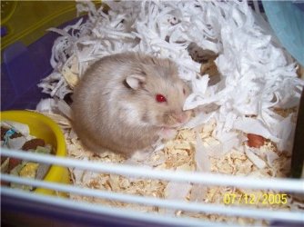 071205_russian_hammie2.jpg