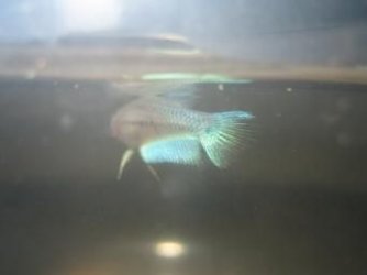 bettas_549.jpg