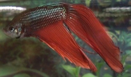 the_lone_betta.jpg