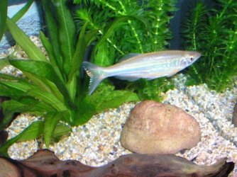 giant_danio.JPG