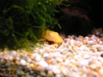 golden_bristlenose.JPG